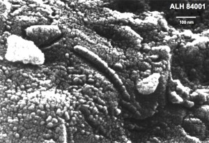 The Mars rock with the bugs -- a scanning electron microscope image of alleged fossil bacteria in a martian meteorite.  These features are extremely small (note scale, in nanometers, i.e., billionth of a meter).